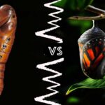 Chrysalis vs. Cocoon vs. Pupa: What’s the Difference?