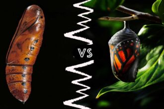 Chrysalis vs. Cocoon vs. Pupa: What’s the Difference?