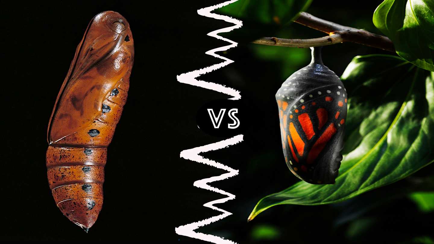 Chrysalis vs. Cocoon vs. Pupa: What’s the Difference?
