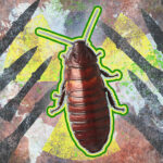 Could Cockroaches Really Survive a Nuclear War?