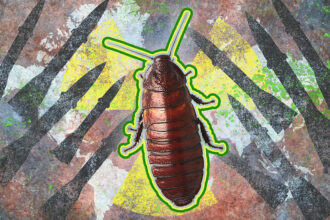 Could Cockroaches Really Survive a Nuclear War?