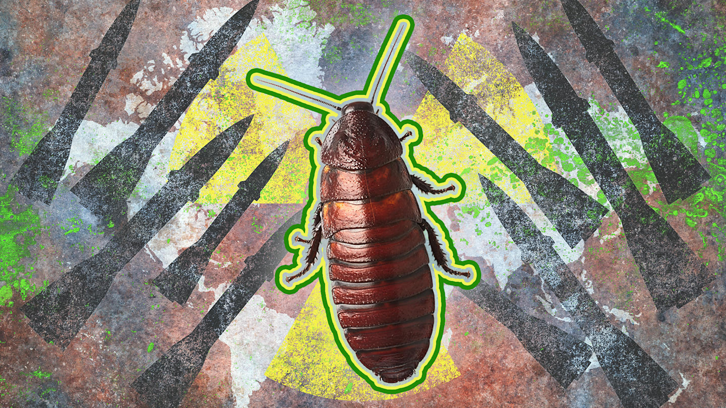 Could Cockroaches Really Survive a Nuclear War?