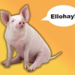 What Is Pig Latin—And What Does It Have to Do With Pigs?