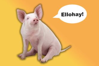What Is Pig Latin—And What Does It Have to Do With Pigs?
