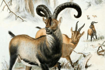 10 One of a Kind Moments in the Animal Kingdom