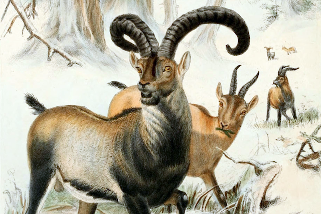 10 One of a Kind Moments in the Animal Kingdom