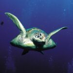 10 Surprising Facts About the Father of Submarine Warfare