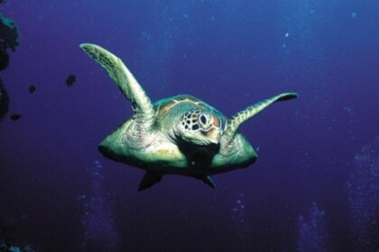 10 Surprising Facts About the Father of Submarine Warfare