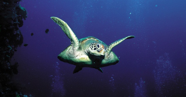 10 Surprising Facts About the Father of Submarine Warfare