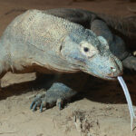 10 Completely Unexpected Animal Behaviors