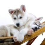 10 Government Jobs You Never Knew Existed