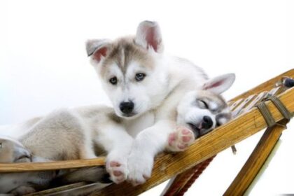 10 Government Jobs You Never Knew Existed