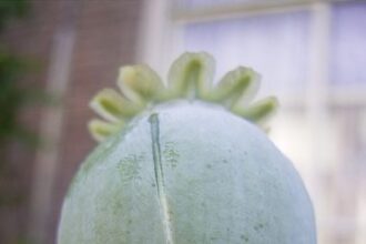 10 Drugs That You Won’t Believe Used to Be Legal