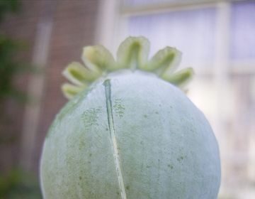 10 Drugs That You Won’t Believe Used to Be Legal