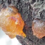 10 Unusual Things That Have Been Found in Amber