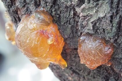 10 Unusual Things That Have Been Found in Amber
