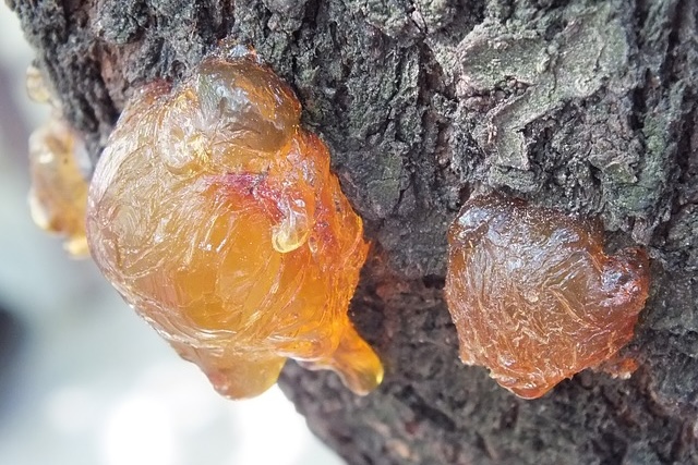 10 Unusual Things That Have Been Found in Amber