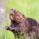 10 Deaths Too Embarrassing To Be Believed