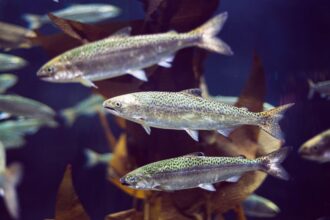 How Does Aquaculture Affect Water Supplies?