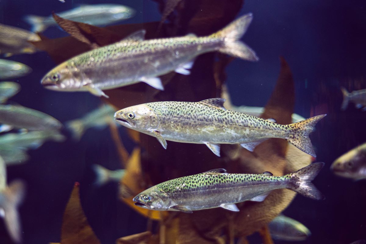 How Does Aquaculture Affect Water Supplies?