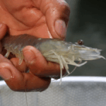 Hooked on Sustainable U.S. Aquaculture: TransparentSea Shrimp Farm