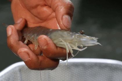 Hooked on Sustainable U.S. Aquaculture: TransparentSea Shrimp Farm