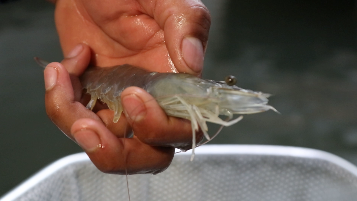 Hooked on Sustainable U.S. Aquaculture: TransparentSea Shrimp Farm