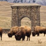Bison In Yellowstone Have Reawakened The Park’s Ecosystem