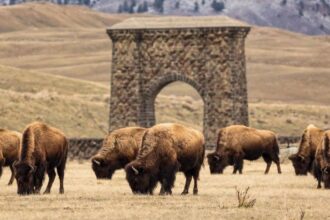 Bison In Yellowstone Have Reawakened The Park’s Ecosystem