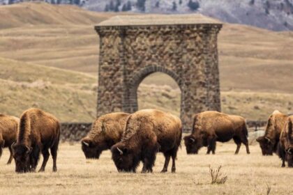 Bison In Yellowstone Have Reawakened The Park’s Ecosystem