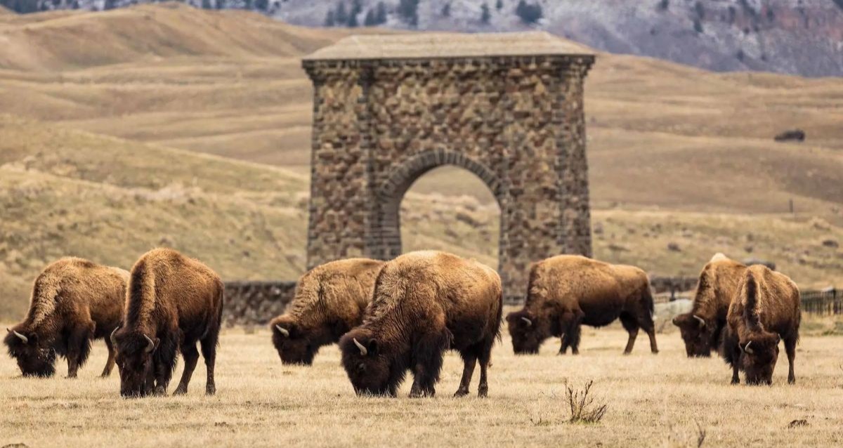 Bison In Yellowstone Have Reawakened The Park’s Ecosystem