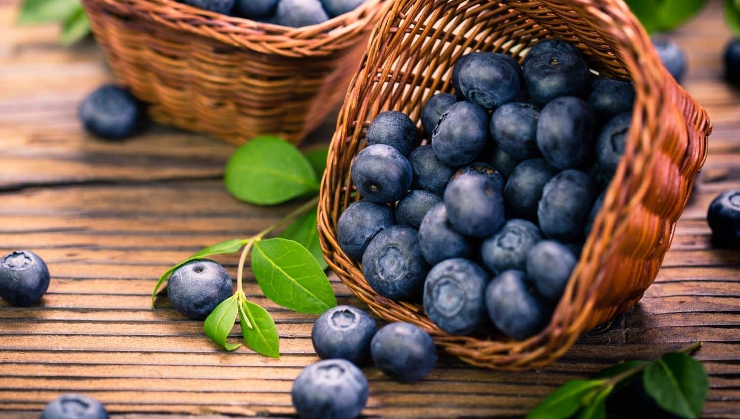 10 Brilliant Facts About Blueberries You Should Know