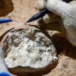 Researchers Directly Date Dinosaur Eggs For The First Time