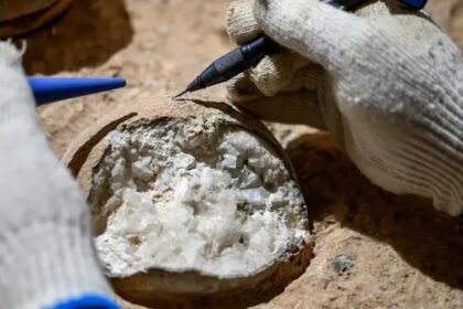 Researchers Directly Date Dinosaur Eggs For The First Time