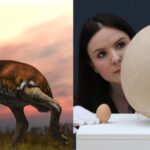 The Largest Bird To Ever Live