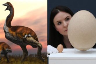 The Largest Bird To Ever Live