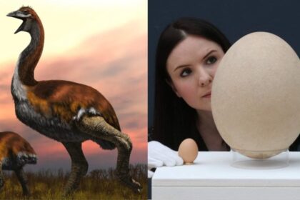 The Largest Bird To Ever Live