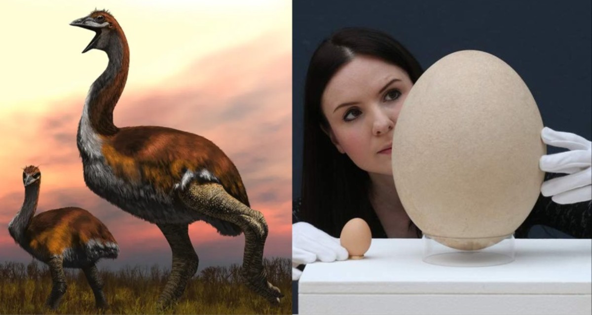 The Largest Bird To Ever Live