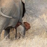 10 Bizarre and Chaotic Things You Never Knew About Elephants