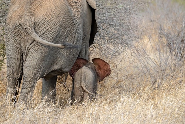 10 Bizarre and Chaotic Things You Never Knew About Elephants