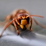 10 Unexpected Origins of Bug Names