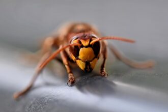 10 Unexpected Origins of Bug Names