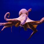 10 Animal Adaptations Revolutionizing Human Technology