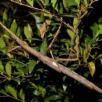 A Massive New Stick Insect Species Was Just Identified In Australia