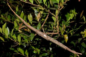 A Massive New Stick Insect Species Was Just Identified In Australia