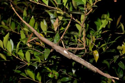 A Massive New Stick Insect Species Was Just Identified In Australia