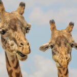 10 Unexpectedly Weird Ancestors of Animals Living Today