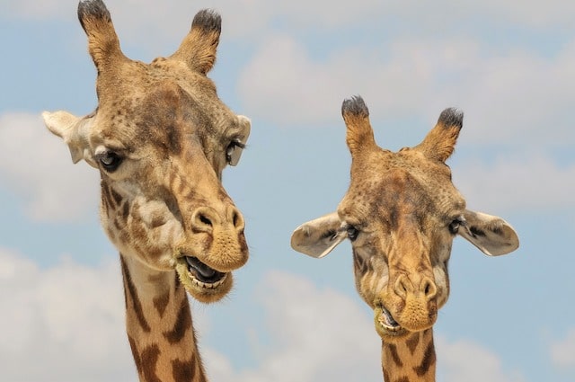 10 Unexpectedly Weird Ancestors of Animals Living Today