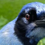 What Is A ‘Grue Jay’? Meet This New Hybrid Bird Found In Texas