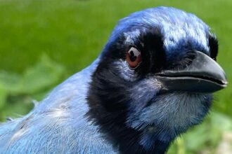 What Is A ‘Grue Jay’? Meet This New Hybrid Bird Found In Texas